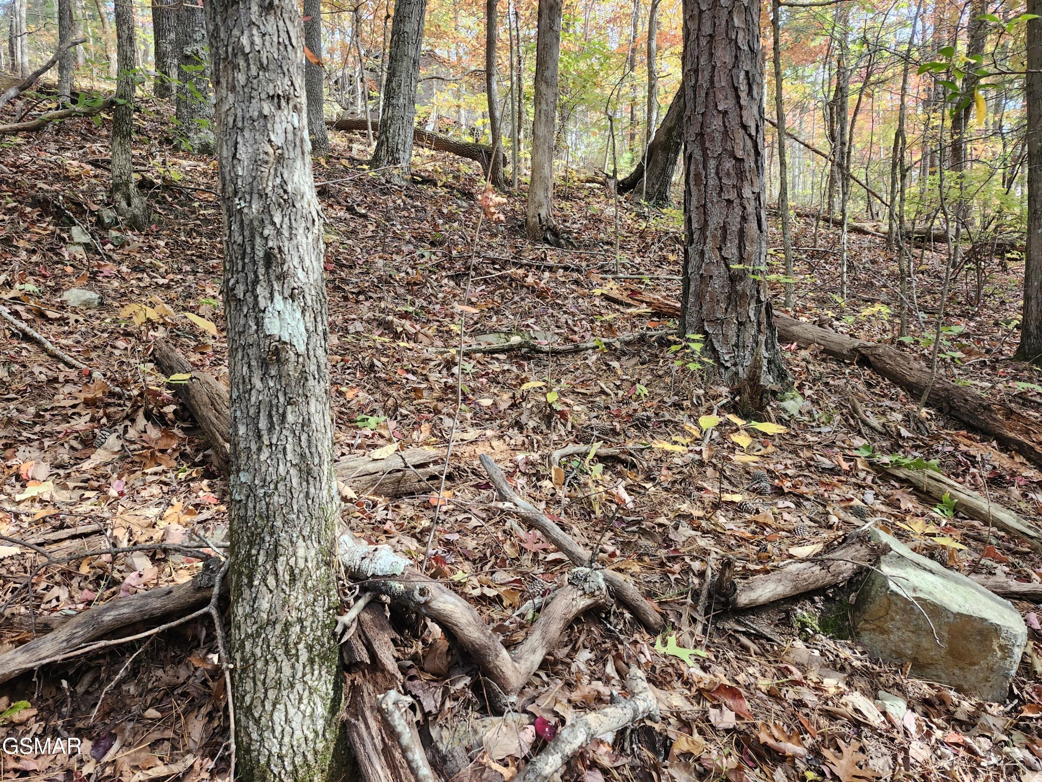 Wooded hillside lot with mature trees, fallen logs, rocks, and leaf-covered ground.