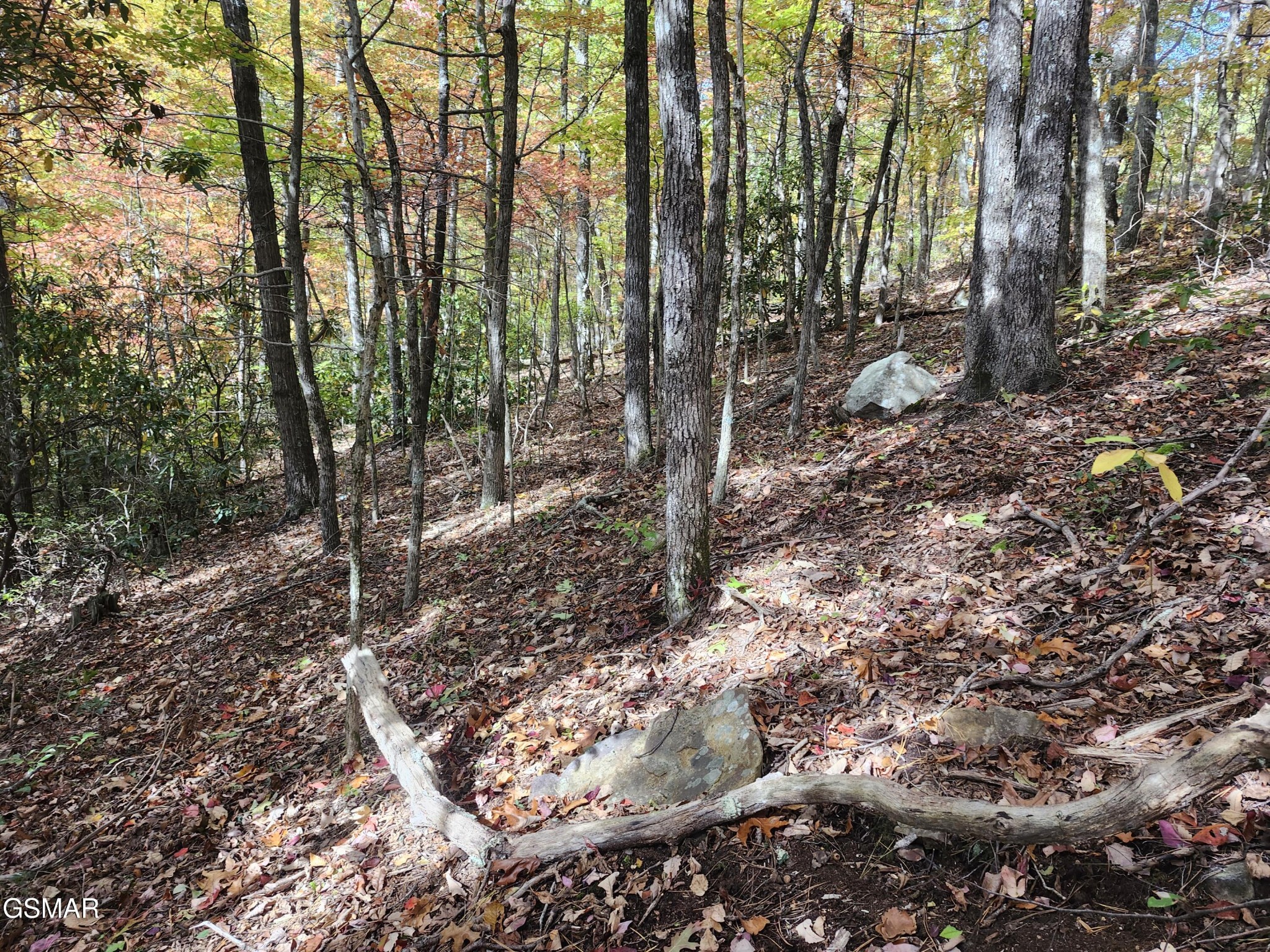 Wooded hillside lot with autumn leaves, mature trees, rocks, and a fallen branch.