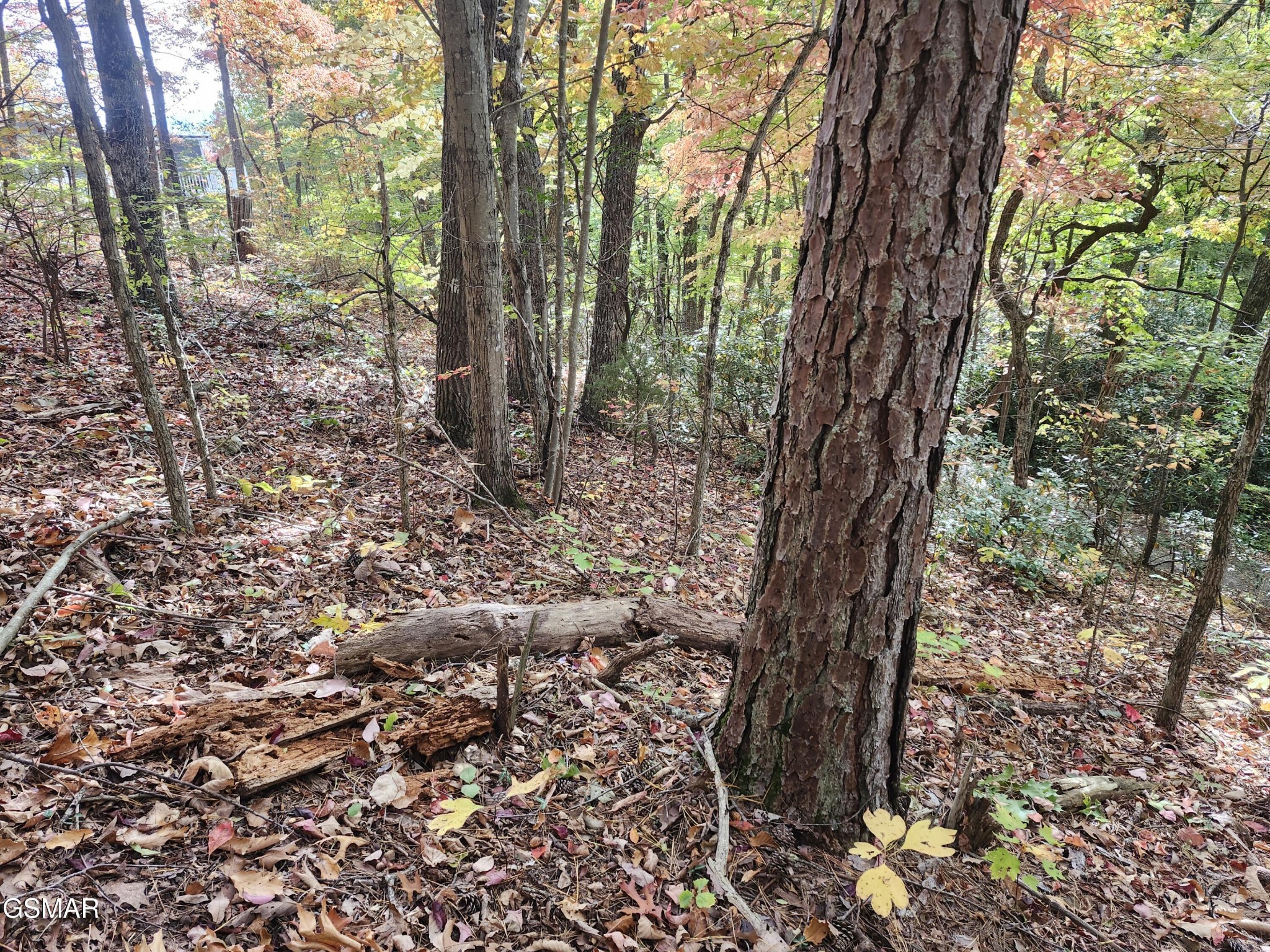 Wooded hillside property with mature trees, fallen autumn leaves, and a log on the ground.