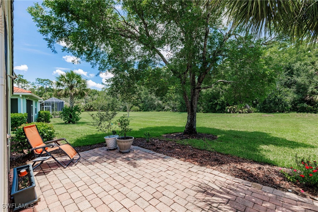 15139 Ligustrum LN