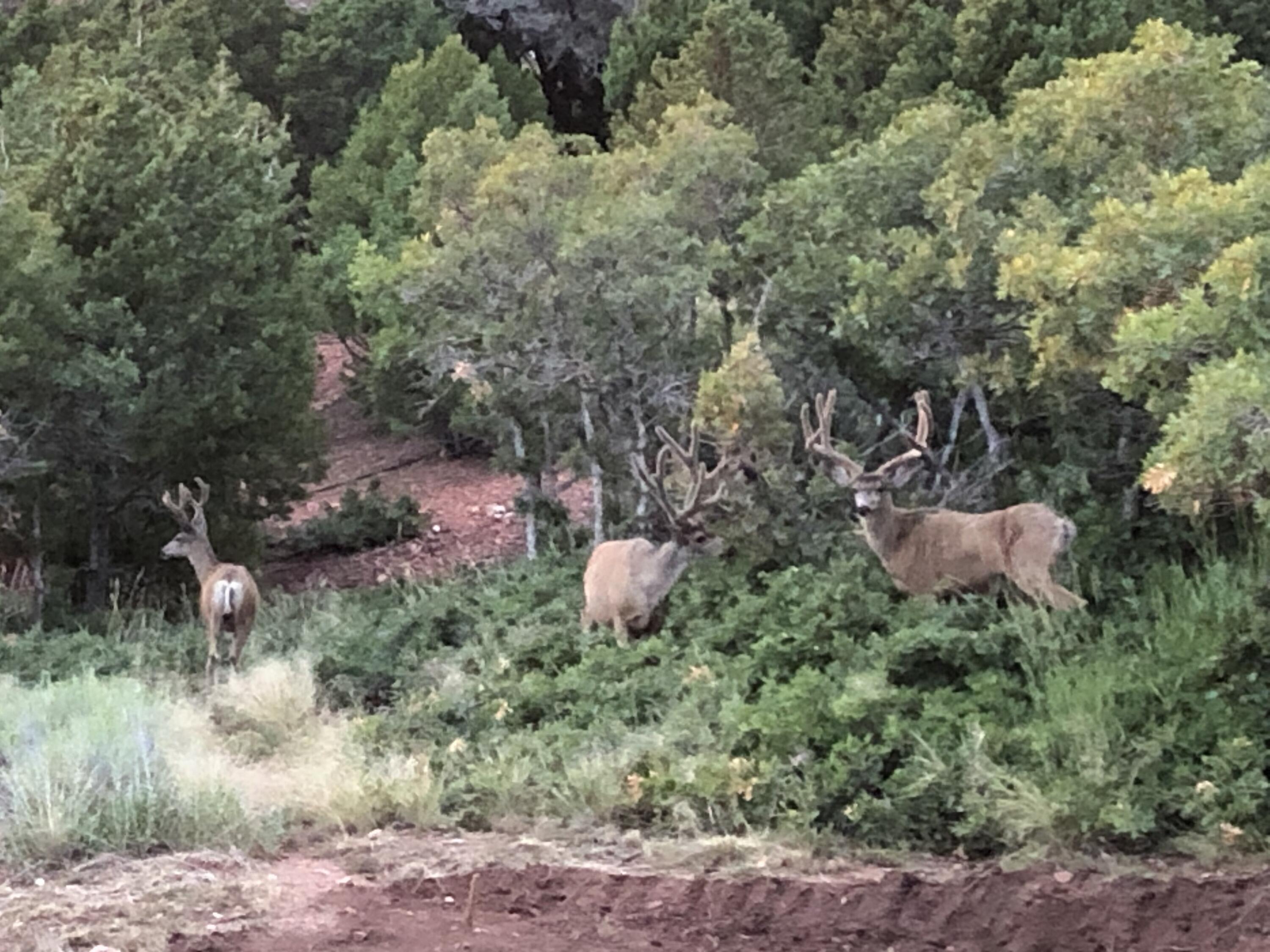 2011 S High Cedar View DR