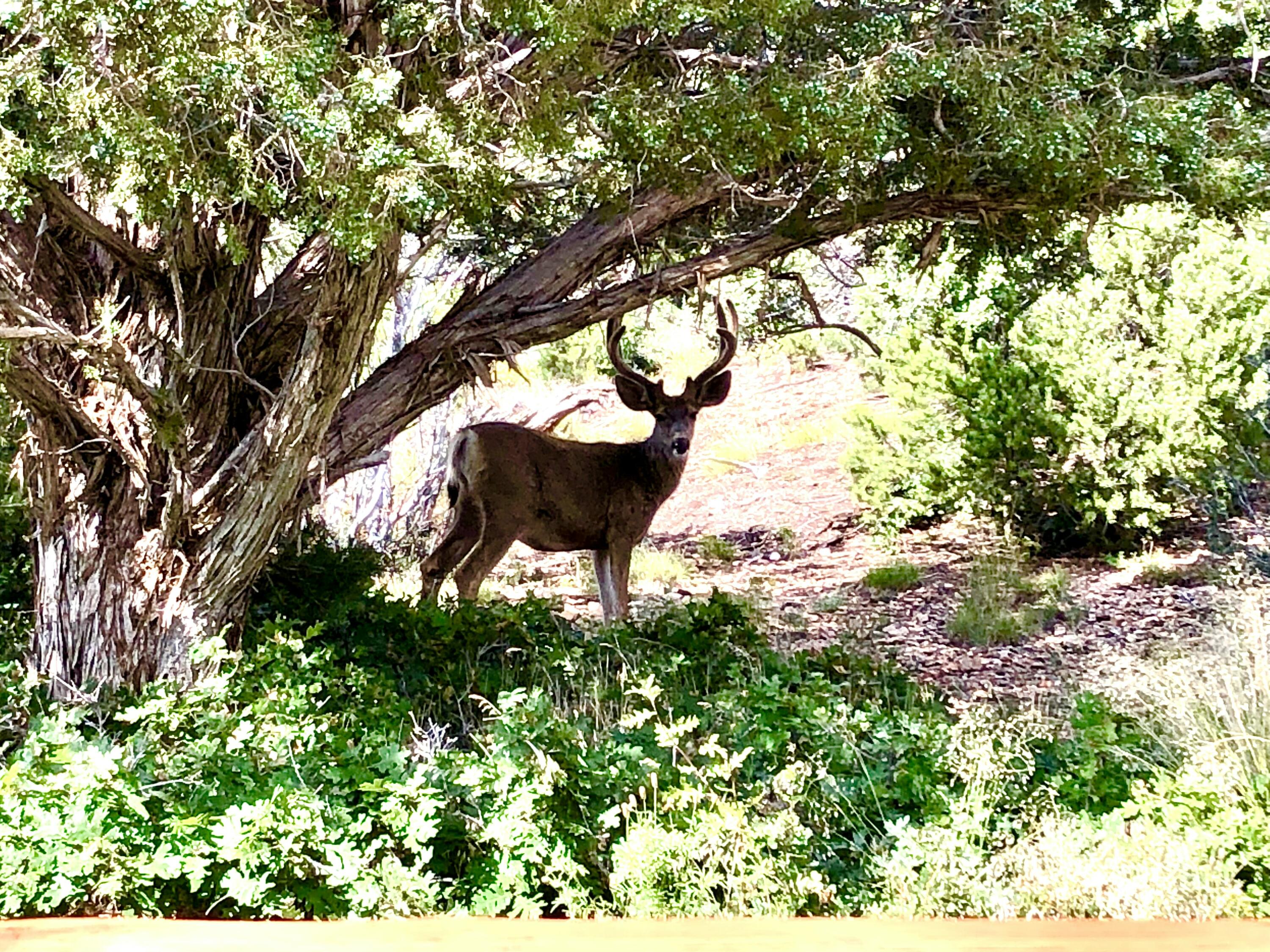 2011 S High Cedar View DR