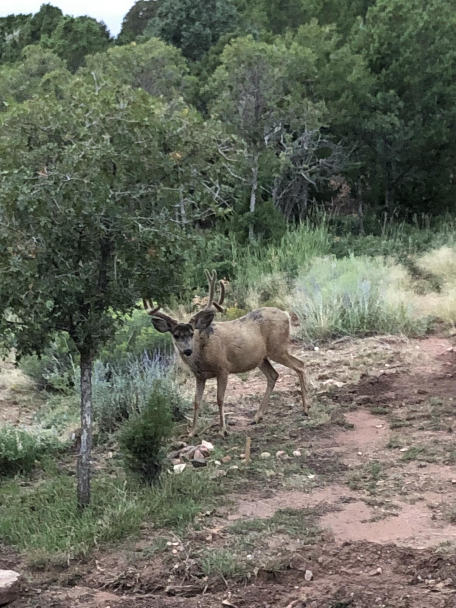 2011 S High Cedar View DR