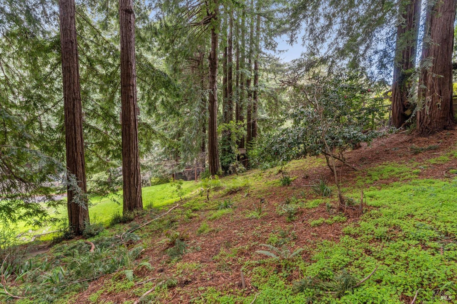 316 W. Blithedale Ave