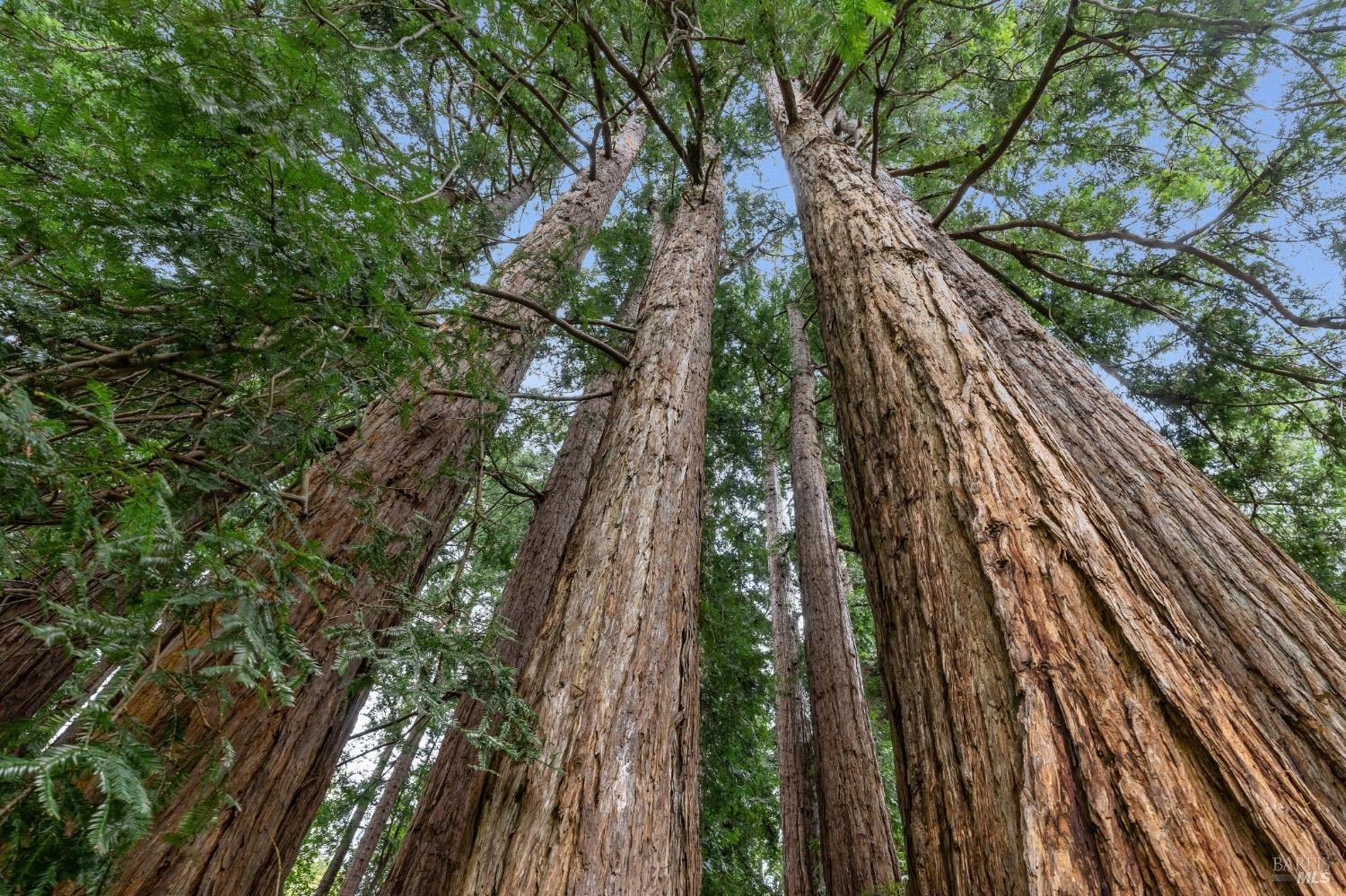 316 W. Blithedale Ave