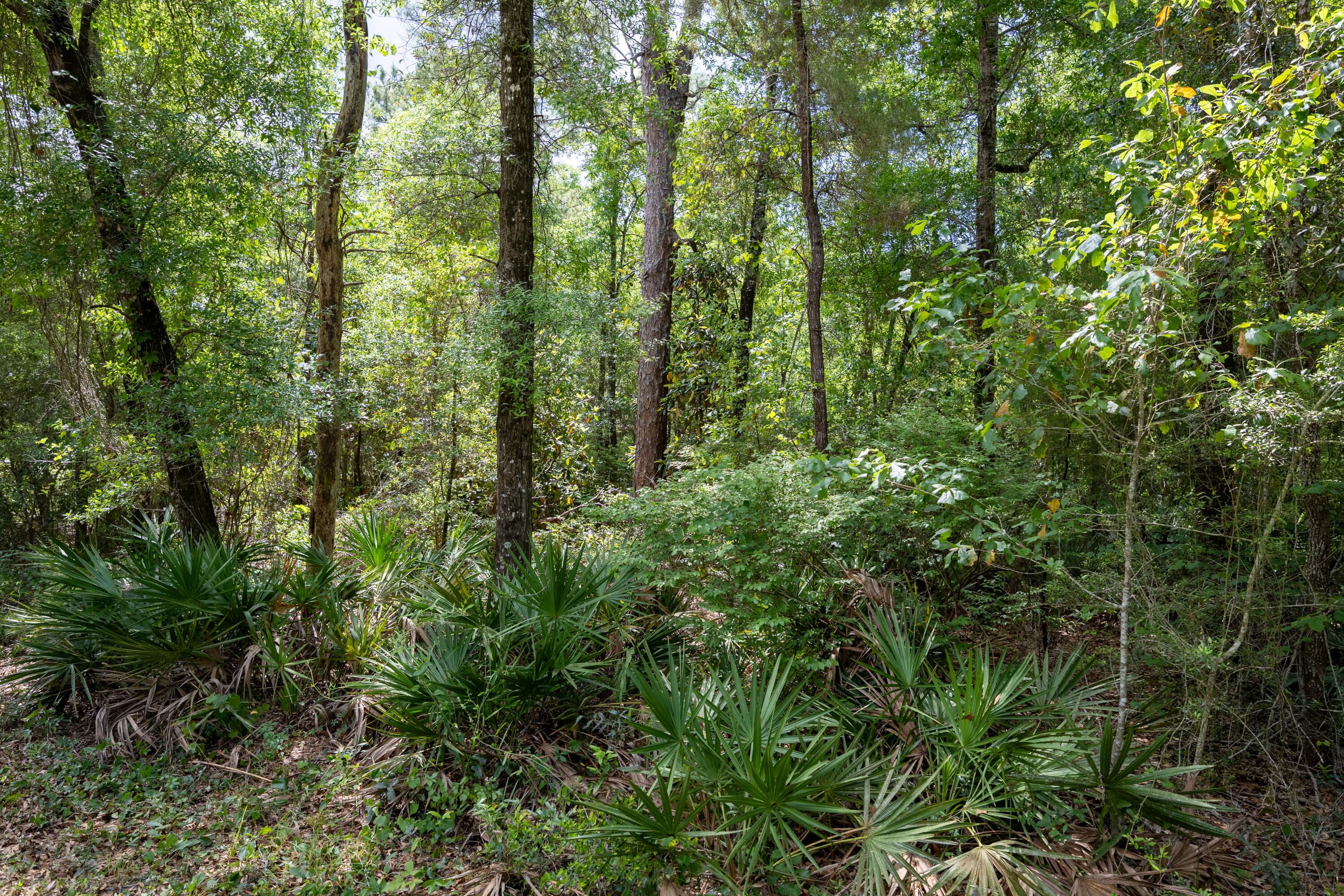 Lot X Piney Point Road