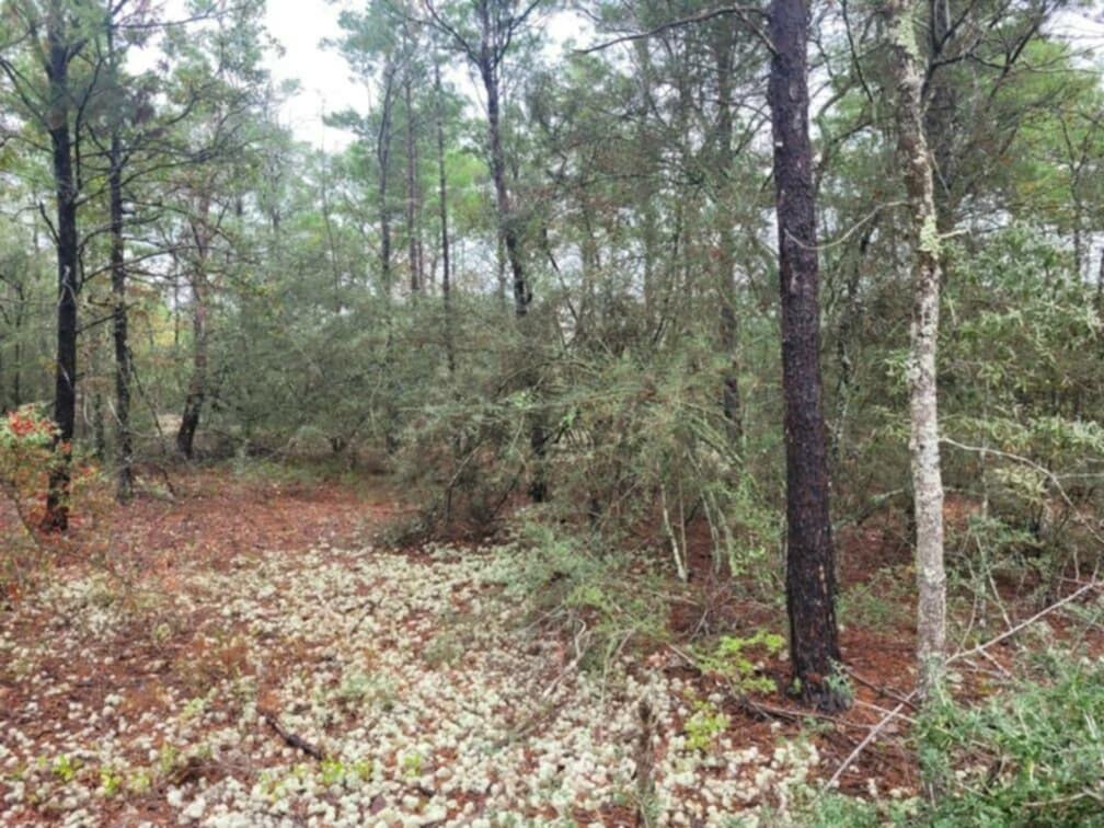 Lot 12 Blk 83 Snapdragon East Street, DeFuniak Springs