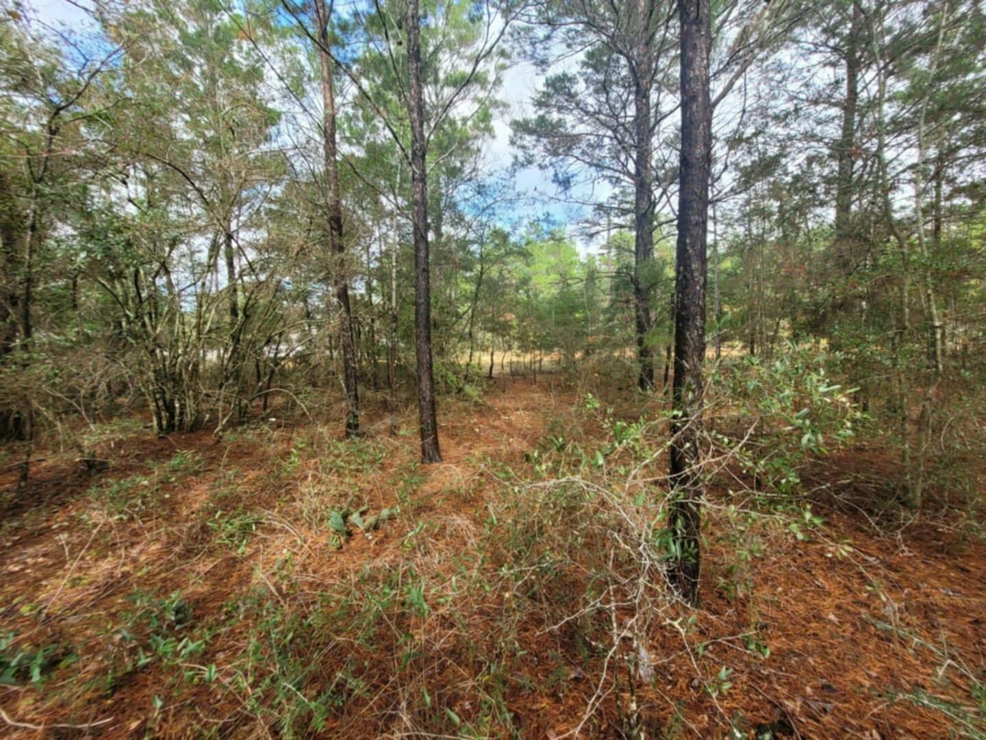Lot 4 Blk 6 E. Violet Lane, DeFuniak Springs