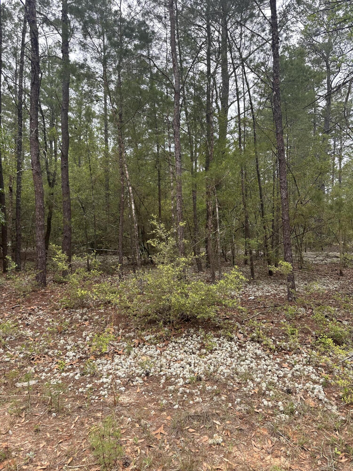 Lot 12 &13 Jonquil East Avenue, DeFuniak Springs
