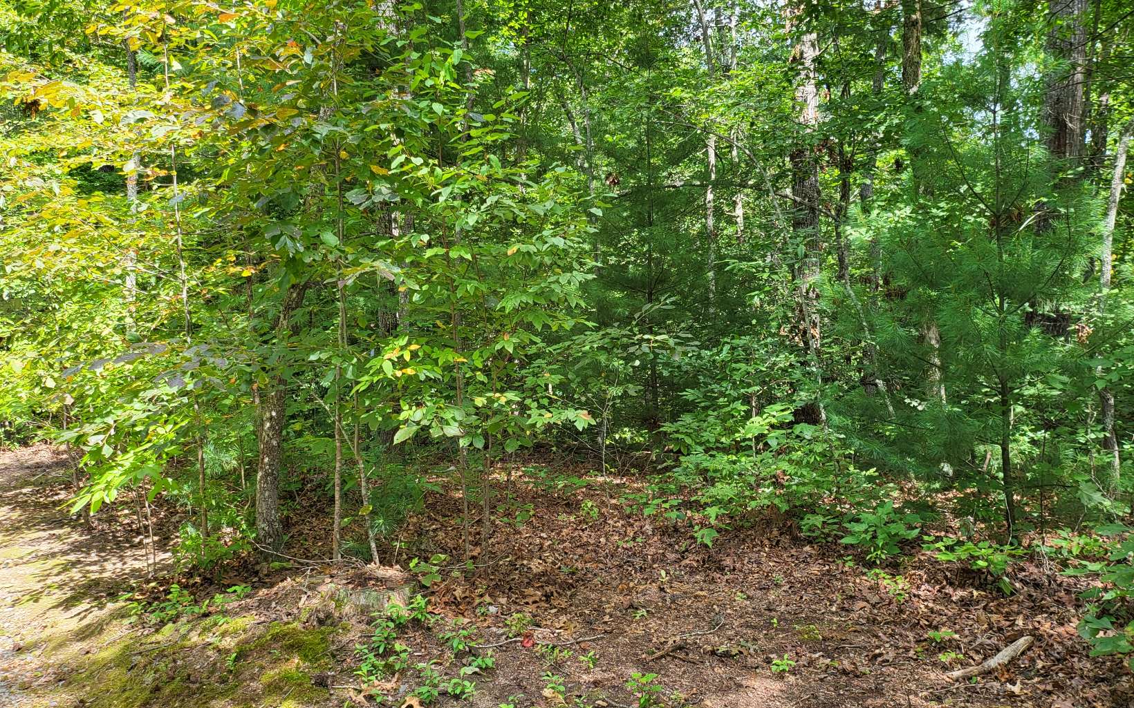 550 Tsalagi Trail