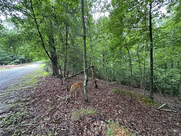 LT #222 Mohawk Trail