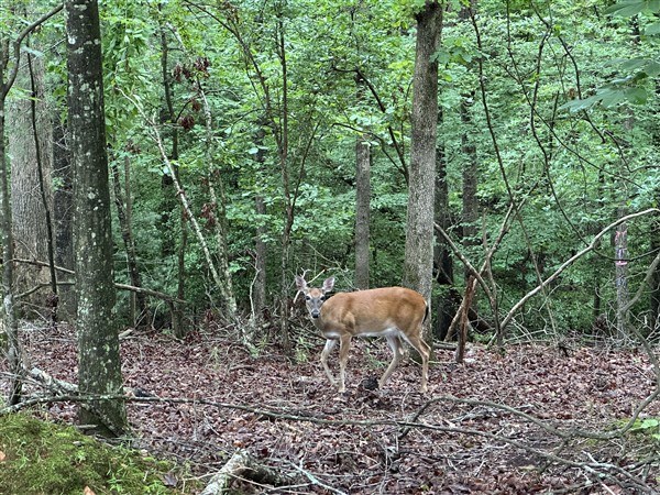 LT #222 Mohawk Trail