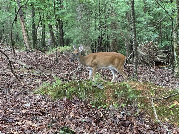 LT #222 Mohawk Trail