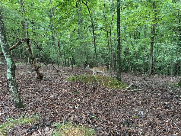 LT #222 Mohawk Trail