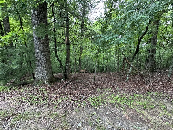 LT #222 Mohawk Trail