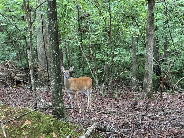 LT #222 Mohawk Trail