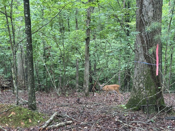 LT #222 Mohawk Trail