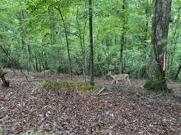 LT #222 Mohawk Trail