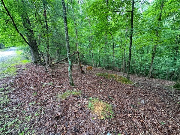 LT #222 Mohawk Trail