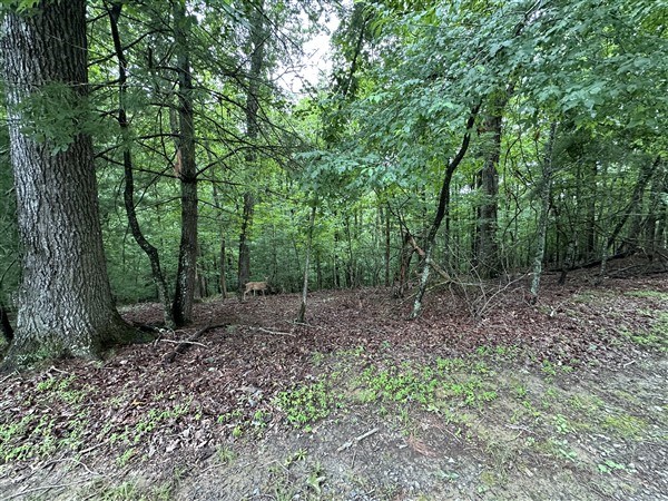 LT #222 Mohawk Trail