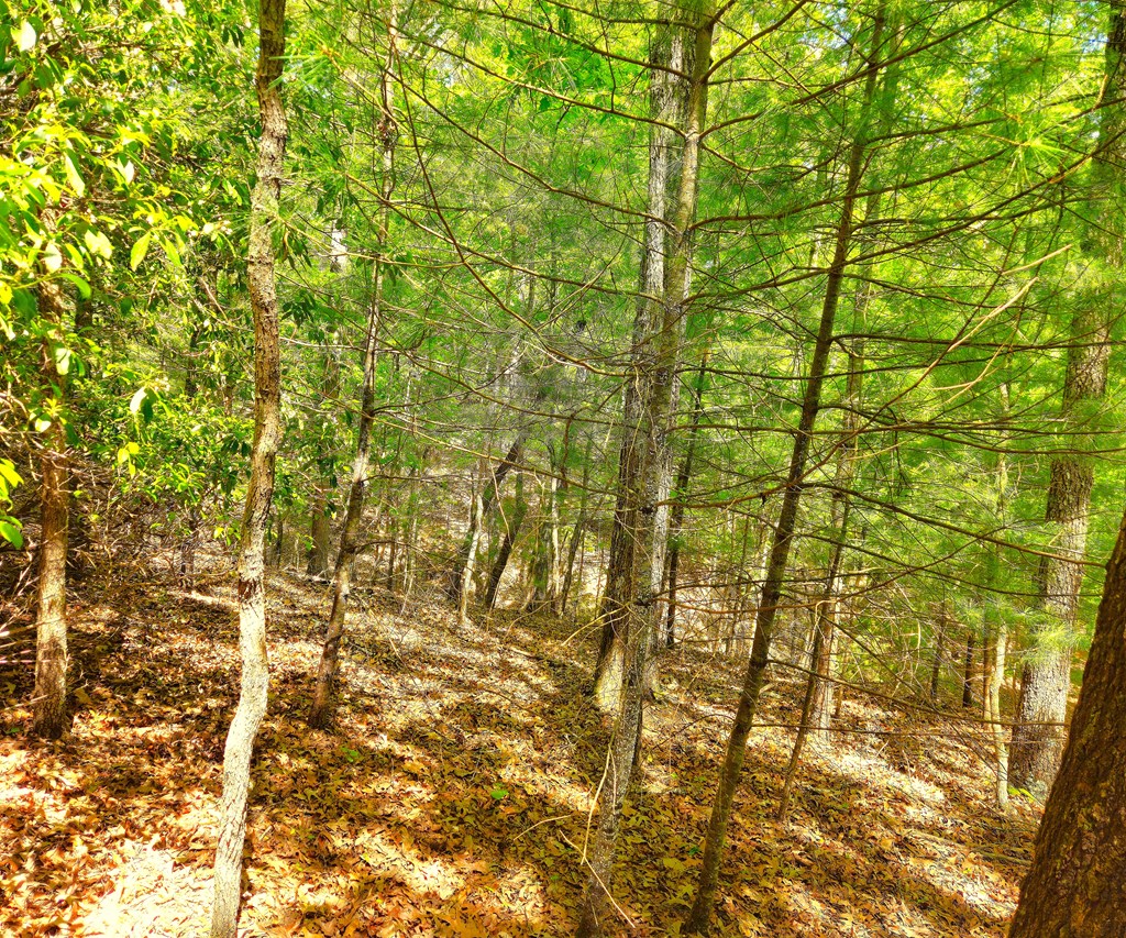 5.23acs Burgess Gap Road
