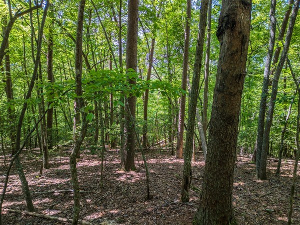 Vacant Tipton Springs Road