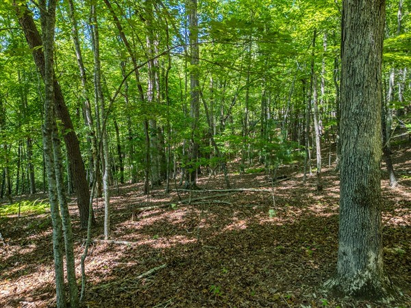 Vacant Tipton Springs Road