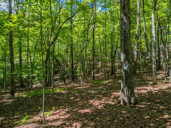 Vacant Tipton Springs Road
