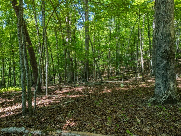Vacant Tipton Springs Road