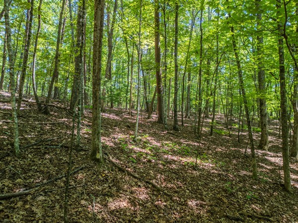Vacant Tipton Springs Road
