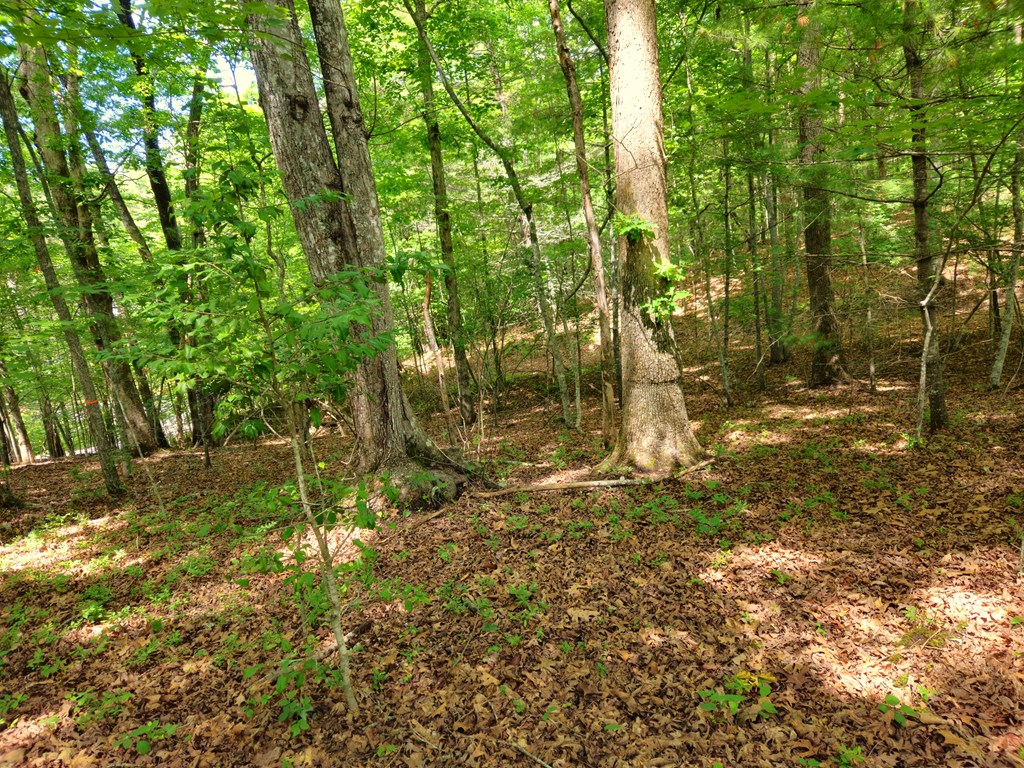 211 Winding Brook Trail