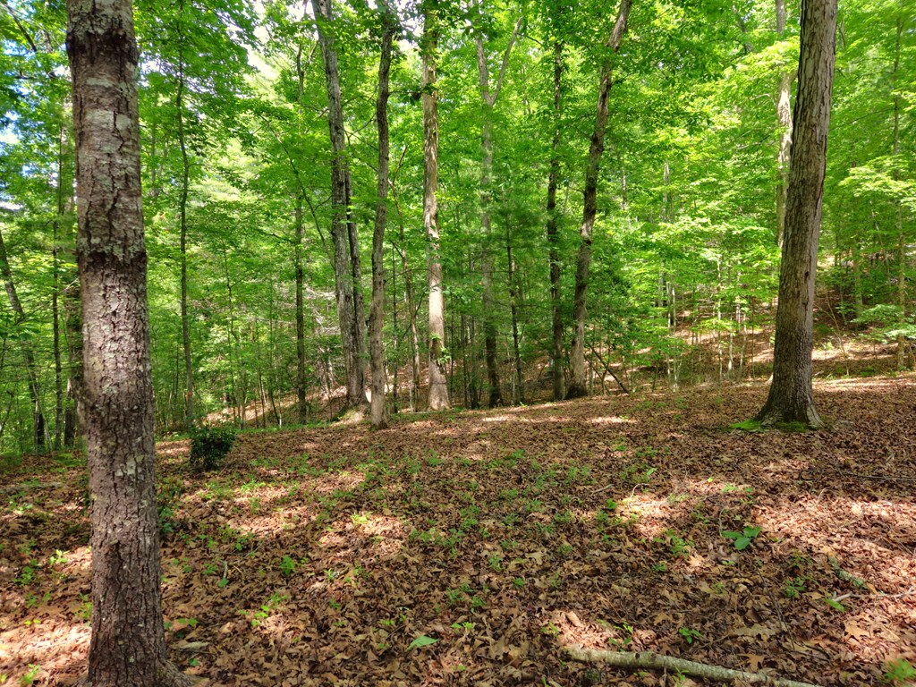 211 Winding Brook Trail