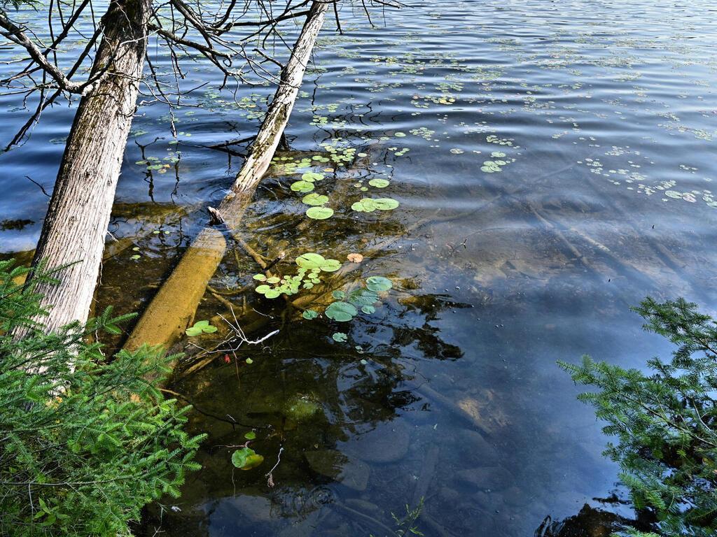 53550 Little Bear Trail