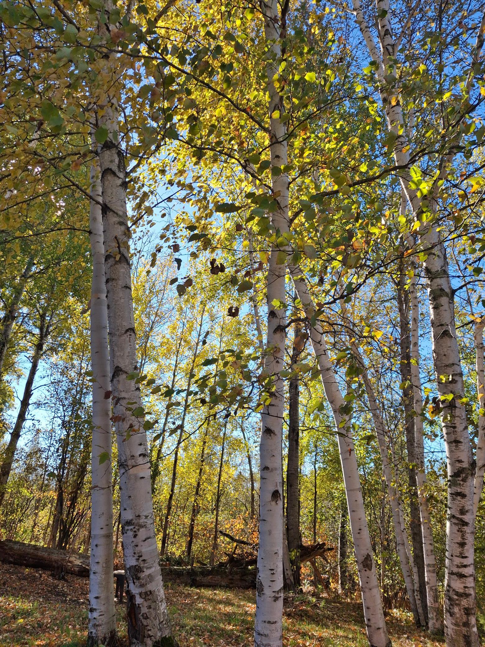 4075 State Highway 38