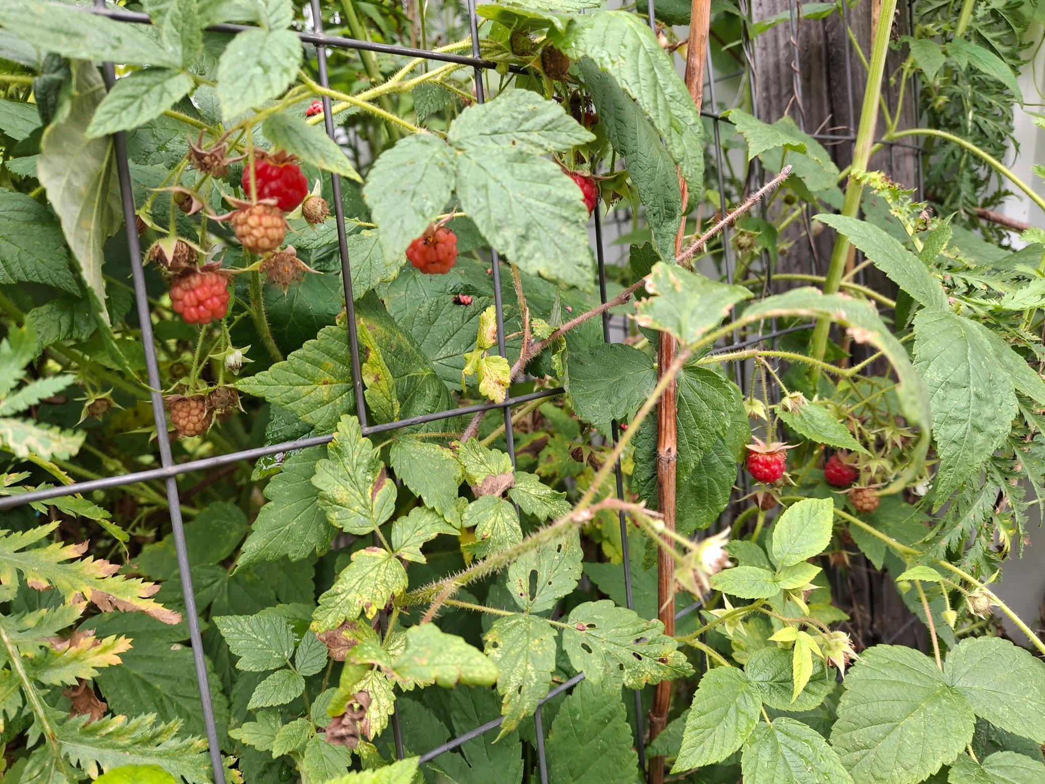 4075 State Highway 38