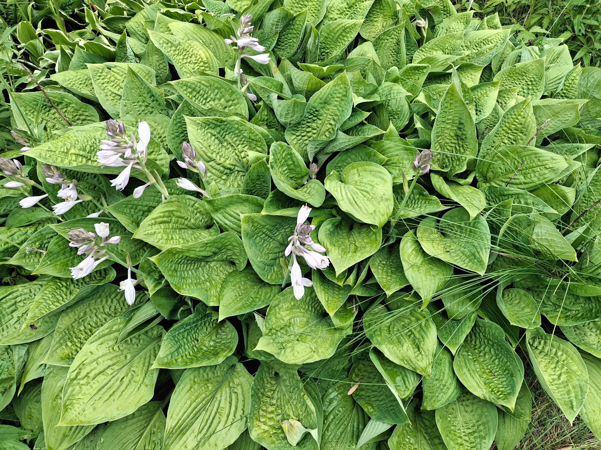 4075 State Highway 38