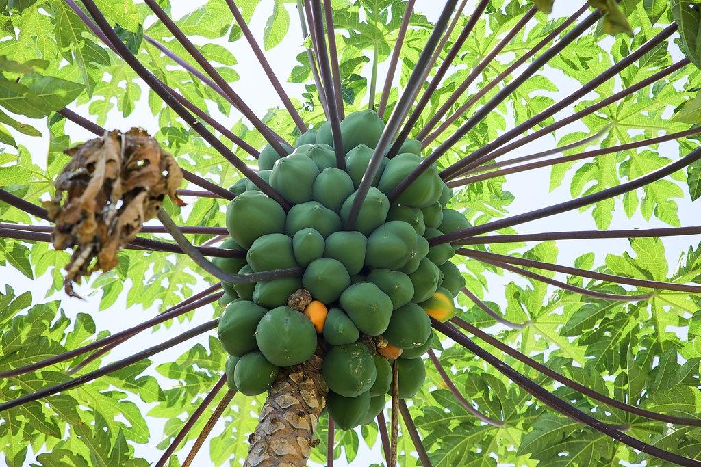 4-5 EASTERN BONNIE LANE