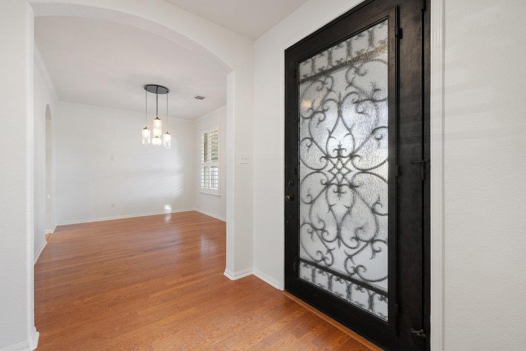 908 Golden Palomino CT