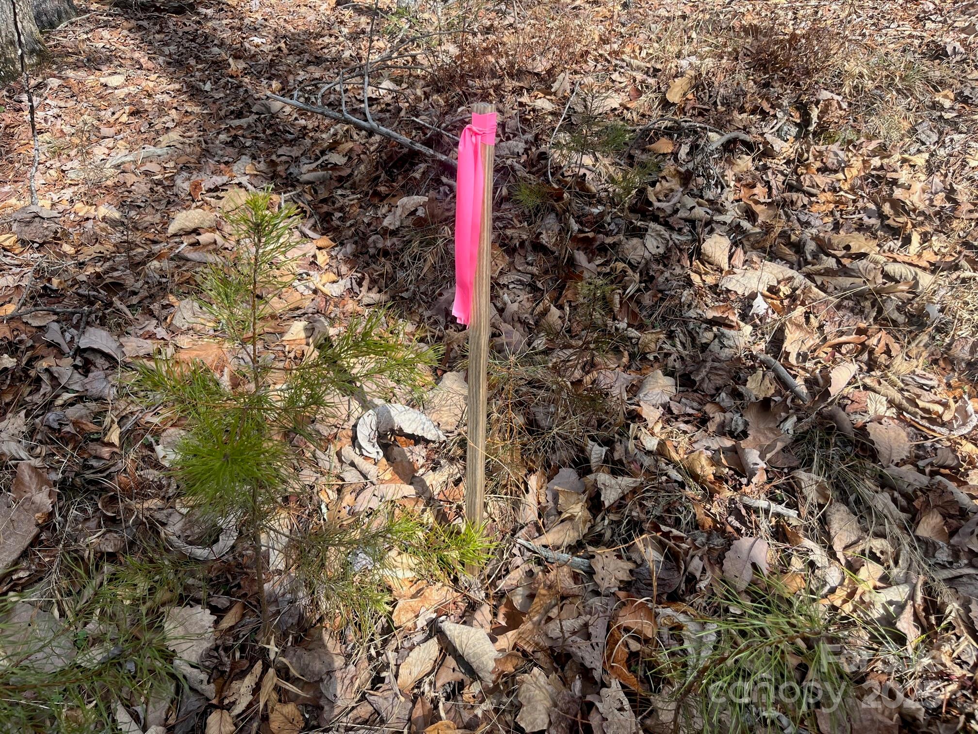 000 Western Red Bird Drive