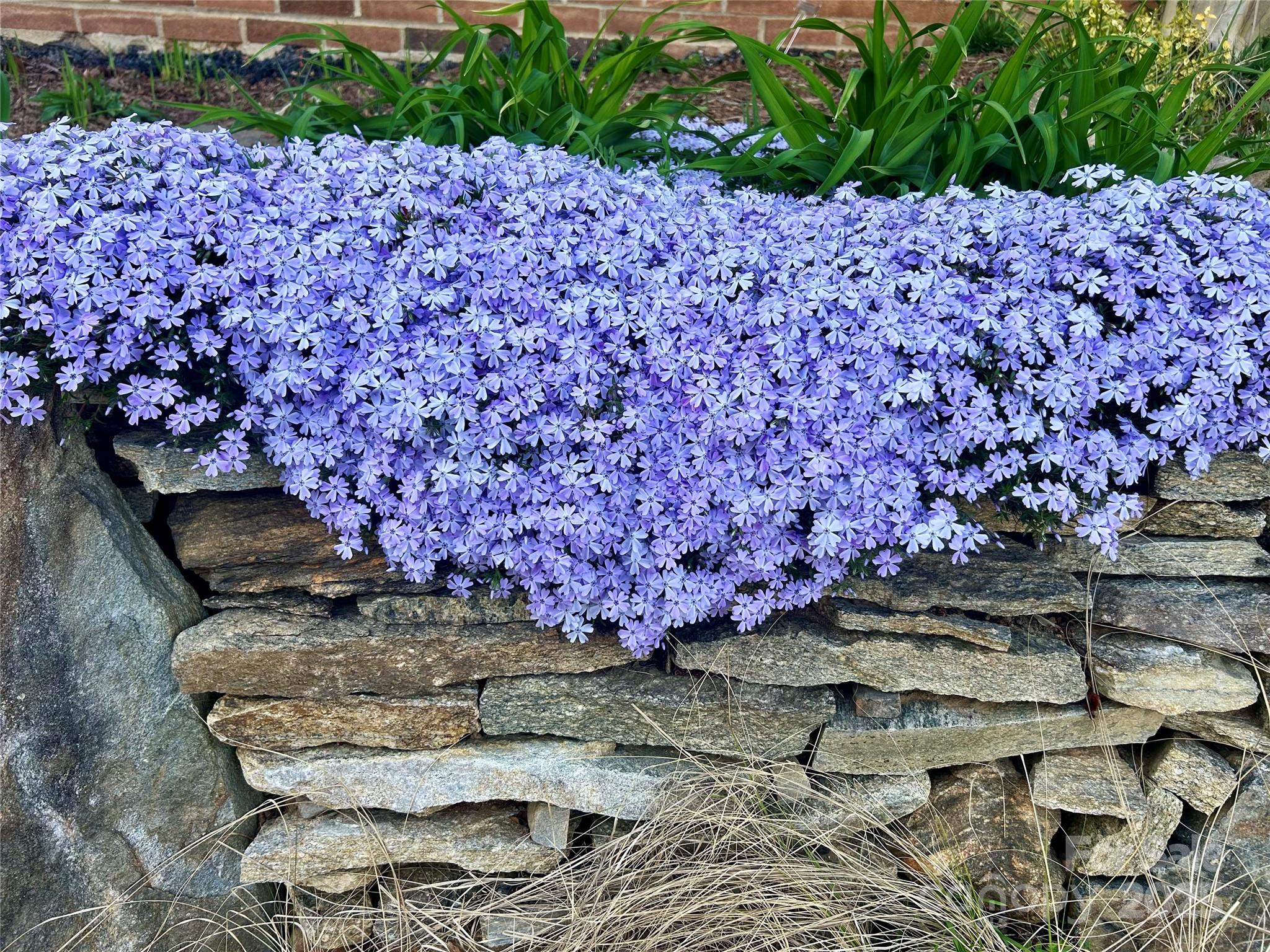 163 Carolina Bluebird Loop