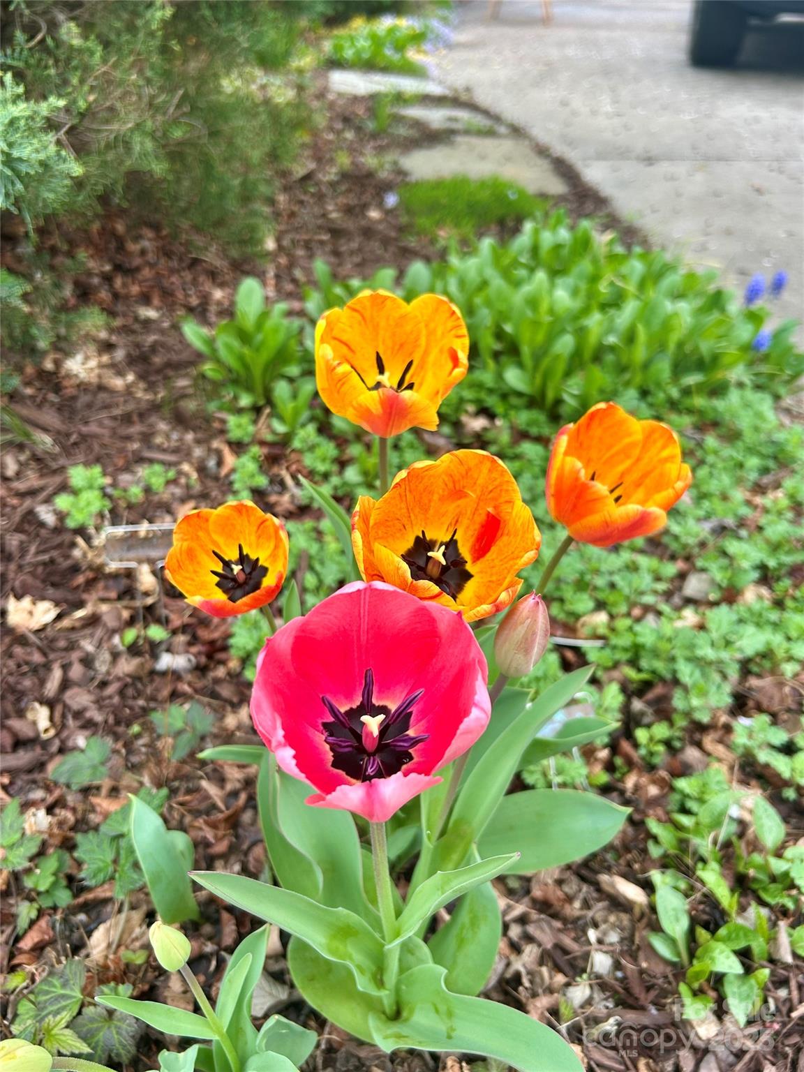 163 Carolina Bluebird Loop