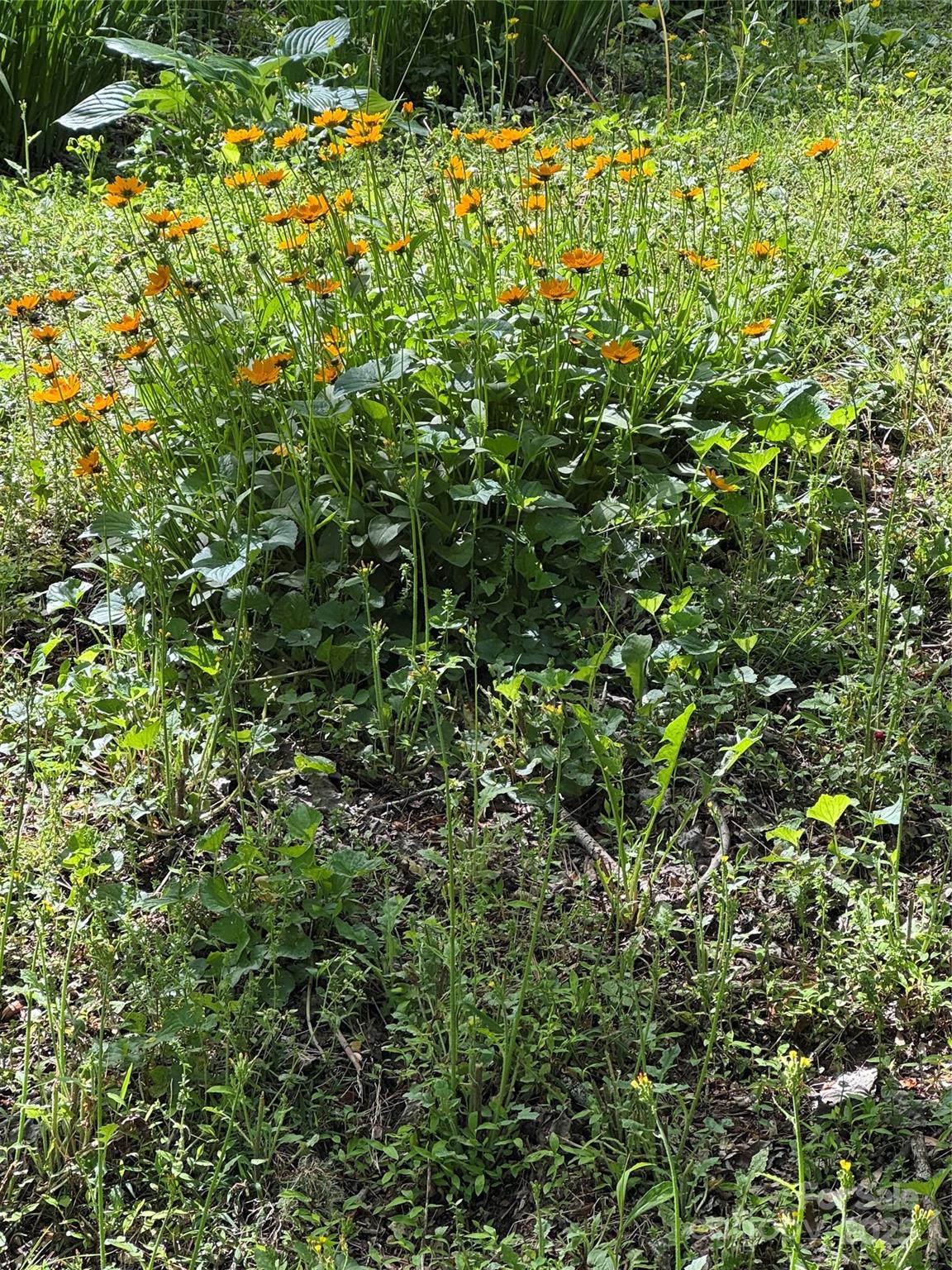 204 Pine Berry Circle