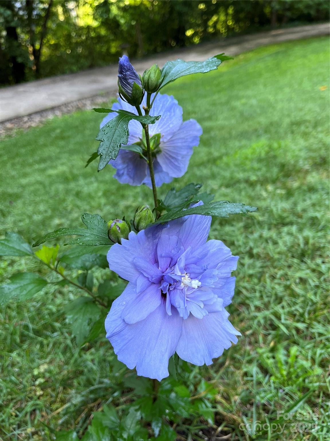 204 Pine Berry Circle