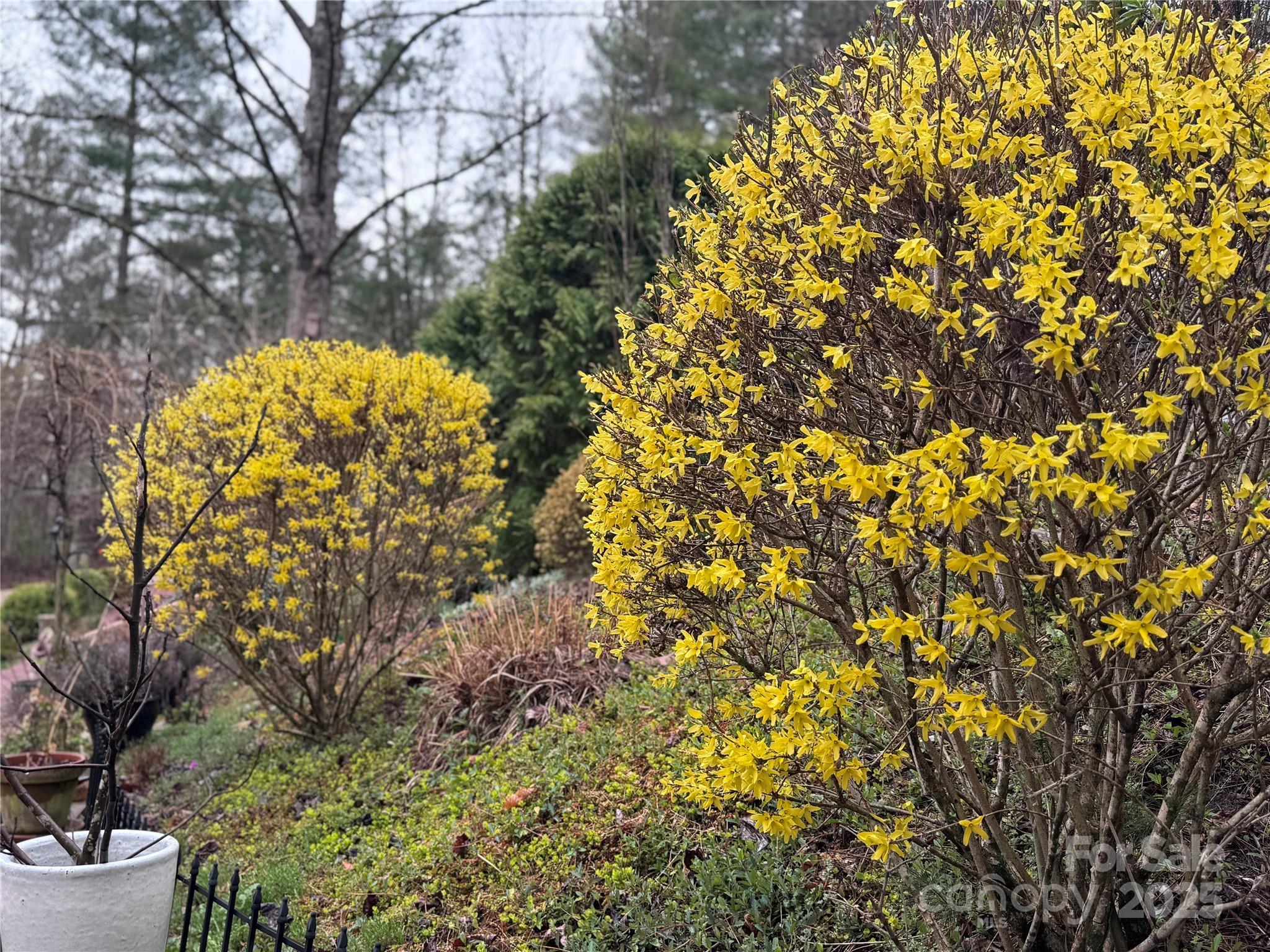 204 Pine Berry Circle