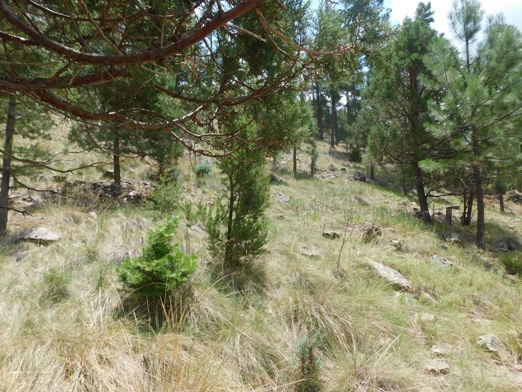 208 Timberline Drive 1