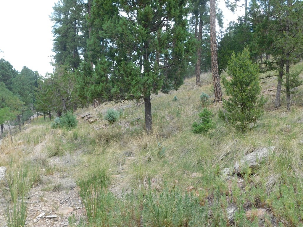 208 Timberline Drive 1