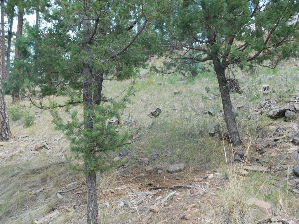 208 Timberline Drive 1