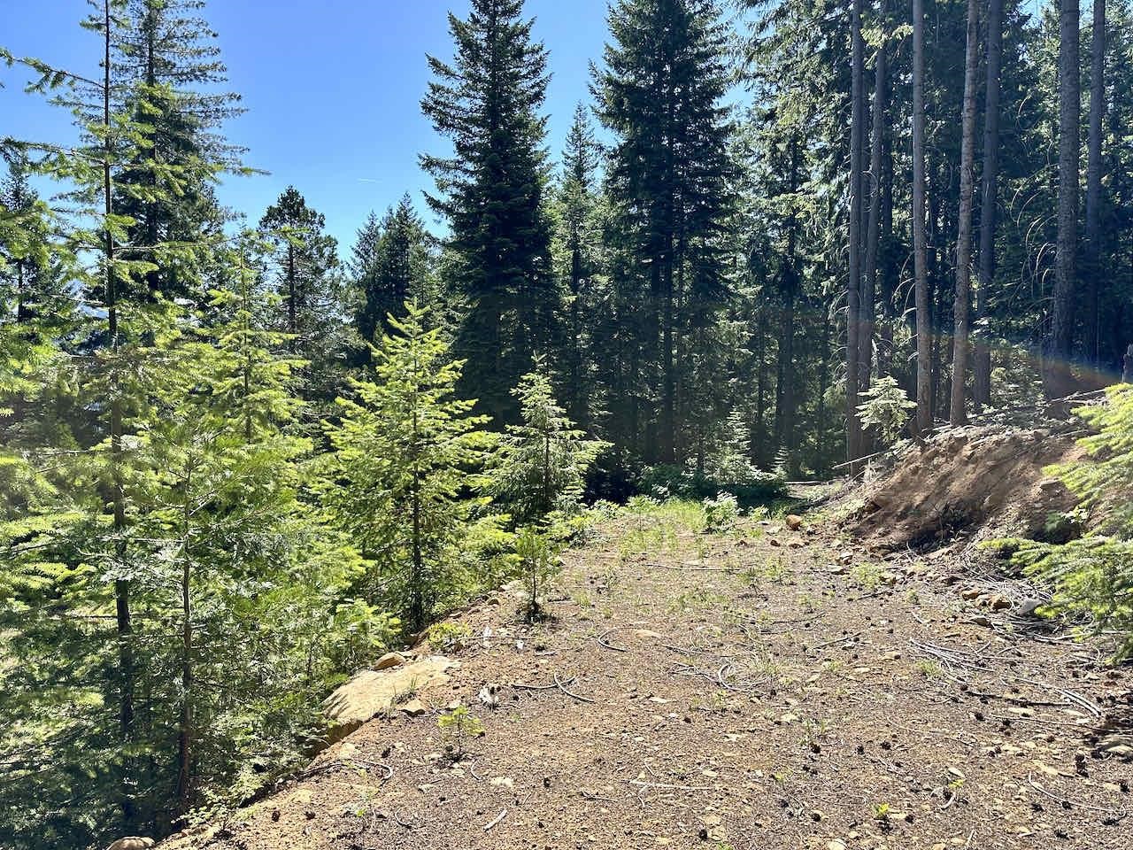 41 Acres Black Bear Loop