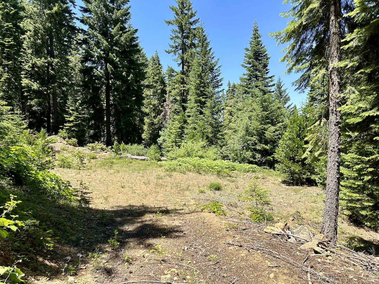 41 Acres Black Bear Loop