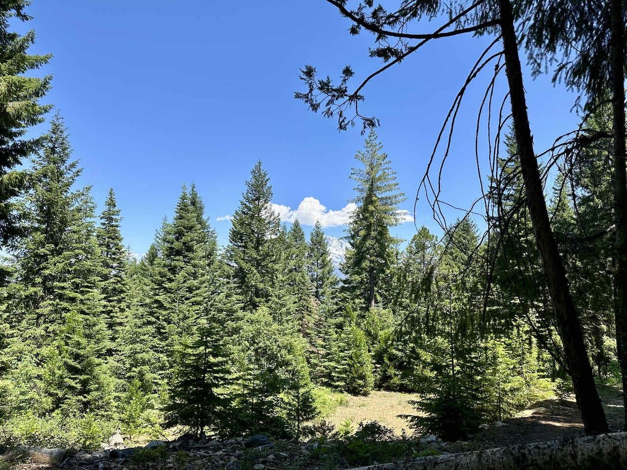 41 Acres Black Bear Loop